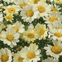 Picture of Daisy Angelic Lemon Pastel (11685)