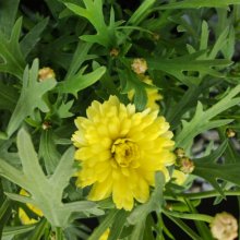 Picture of Daisy Angelic Maize (11686)