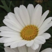 Picture of Daisy Angelic Mars (11277)