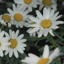 Daisy Angelic White Chic Picture of Daisy Angelic White Chic (11278)