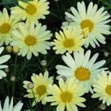 Picture of Daisy Butterball (8608)