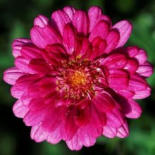 Picture of Daisy Cherry Harmony (28607)