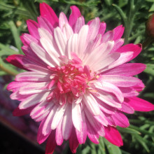 Picture of Daisy Collosus Raspberry Ice (31162)