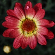 Picture of Daisy Coral (12110)