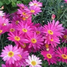 Picture of Daisy Double Act (8609)