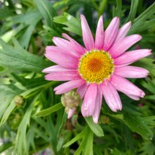 Picture of Daisy Marshmellow (30791)