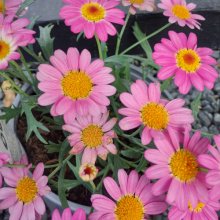 Daisy Pink Pez Picture of Daisy Pink Pez (30792)