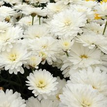 Picture of Daisy Purity (9934)