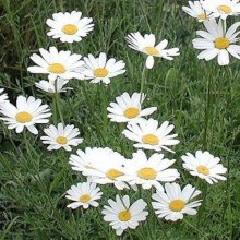 Daisy Pyrethrum Picture of Daisy Pyrethrum (12155)