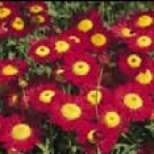 Picture of Daisy Starlight Red (8648)