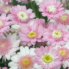 Picture of Daisy Sugar Candy (1631)