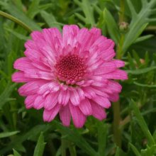 Picture of Daisy Sugar Cheer (6081)