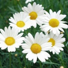 Picture of Daisy Sultans Pride (7624)