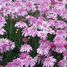 Picture of Daisy Summer Stars (1635)