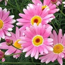 Picture of Daisy Superstar (9935)