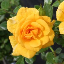Picture of Daltons Gold Std 45cm-Rose (1637)