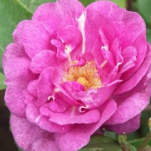Dame Te Ata-Rose Picture of Dame Te Ata-Rose (8412)