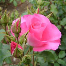 Dancing Pink-Rose Picture of Dancing Pink-Rose (30600)