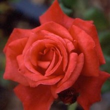 Picture of Danny Boy Clg-Rose (1642)