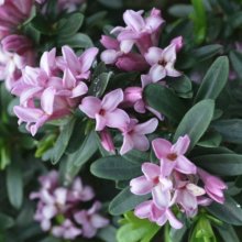 Picture of Daphne EF Spring Pink (11631)