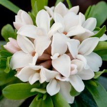 Picture of Daphne Eternal Fragrance (7955)