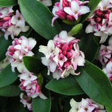 Picture of Daphne Leucanthe Std (1652)