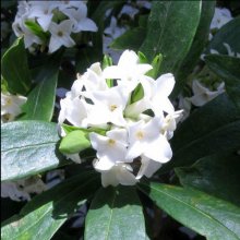 Picture of Daphne Perfume Princess White (29855)