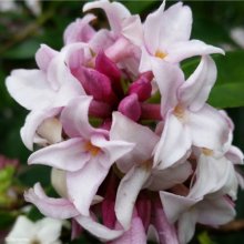 Picture of Daphne Perfume Princess (10347)