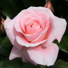 Dear One-Rose Picture of Dear One-Rose (1662)