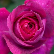 Delectable-Rose Picture of Delectable-Rose (30899)