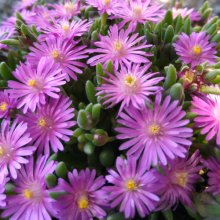 Delosperma Cooperii Pink Picture of Delosperma Cooperii Pink (30478)
