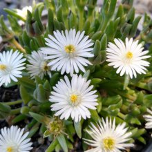Delosperma Delightful White Picture of Delosperma Delightful White (30480)