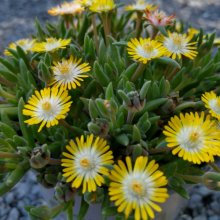 Delosperma Cooperii Yellow Picture of Delosperma Cooperii Yellow (30481)