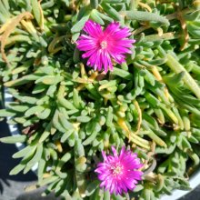 Delosperma Earlybird Purple Picture of Delosperma Earlybird Purple (30479)