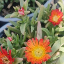 Picture of Delosperma Sandgem Dark Orange (31167)
