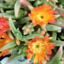 Picture of Delosperma Sandgem Ember (31168)