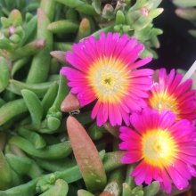 Picture of Delosperma Sandgem Fuchsia (31169)