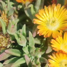 Picture of Delosperma Sandgem Gold (31170)