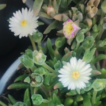 Picture of Delosperma Sandgem White (31171)