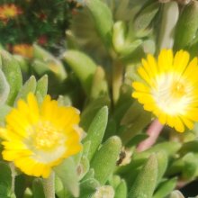 Picture of Delosperma Sandgem Yellow (31172)