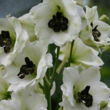 Delphinium Black Eyed Angels Picture of Delphinium Black Eyed Angels (6747)