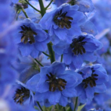 Delphinium Blue Buccaneers Picture of Delphinium Blue Buccaneers (11912)