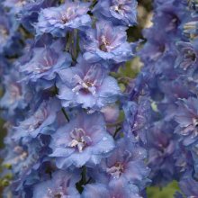 Delphinium Blue Lace Picture of Delphinium Blue Lace (6762)
