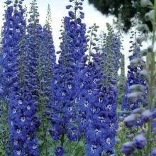 Delphinium Cobalt Dreams Picture of Delphinium Cobalt Dreams (8860)