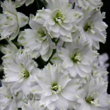 Delphinium Double Innocence Picture of Delphinium Double Innocence (6761)