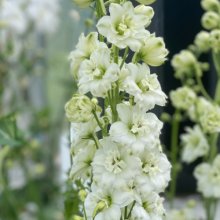 Delphinium Double Stars Picture of Delphinium Double Stars (30758)