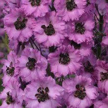Delphinium Dusky Maiden Picture of Delphinium Dusky Maiden (6096)