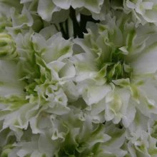 Delphinium Green Twist Picture of Delphinium Green Twist (7491)