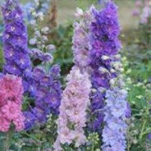 Picture of Delphinium Millennium Mini Stars (8974)