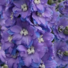 Delphinium Fountain Sky Blue Picture of Delphinium Fountain Sky Blue (30465)